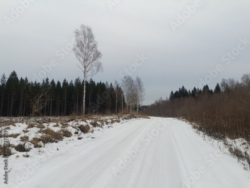 Road in forest in Siauliai county during cloudy winter day. Oak and birch tree woodland. Cloudy day with white clouds in sky. Bushes are growing in woods. Sandy road. Nature. Winter season. Miskas. photo