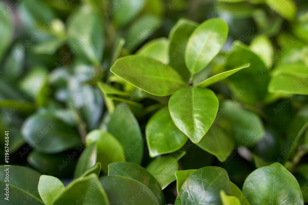 Vibrant green leaves with glossy texture in natural garden setting. Vibrant green leaves with glossy texture in natural garden setting.