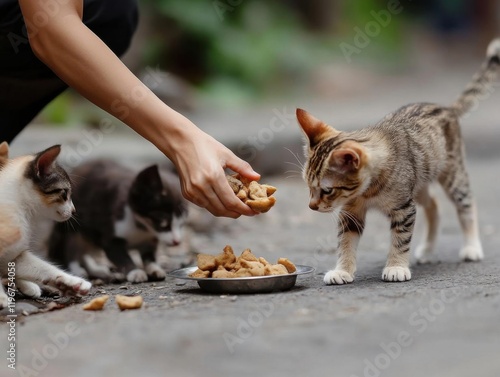 Feeding stray cats with food in the street.  A group of homeless and hungry street cats eating food given by volunteers. photo