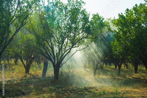 Bild auf Leinwand Farmer spraying fertilizer on orange tree field.