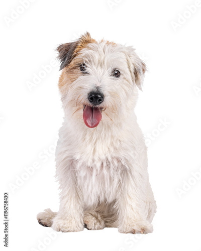 Happy brown with white Jack Russell dog, sitting up facing front. Looking towards camera with tongue out. Isolated cutout on a transparent background. photo