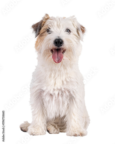 Happy brown with white Jack Russell dog, sitting up facing front. Looking towards camera with tongue out. Isolated cutout on a transparent background. photo