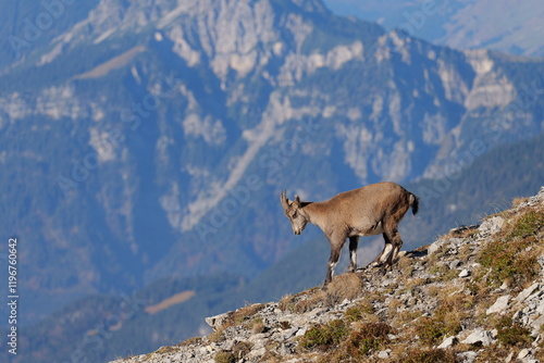 Steinbock Seitenansicht Berg Vorarlberg Österreich