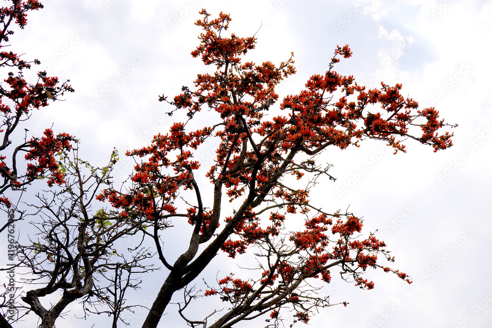 Palash flower tree, Butea Monosperma or palash flower Palash flower tree, Butea Monosperma or palash flower