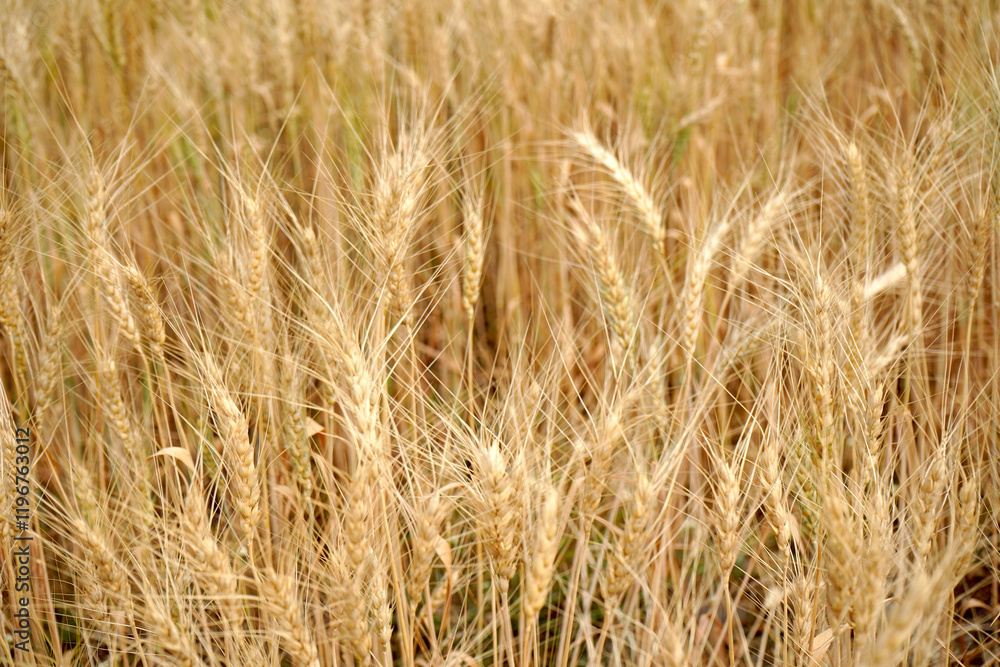 Wheat field. Ears of golden wheat close up. Wheat field. Ears of golden wheat close up.