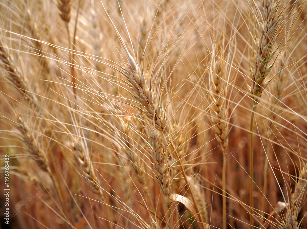 Wheat field. Ears of golden wheat close up. Wheat field. Ears of golden wheat close up.