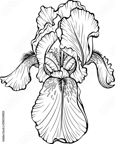 Blooming iris flower head front view. Garden plant. Anemone flower. Vector illustration in hand drawn sketch doodle style. Line art graphic wildflower isolated on white. Design for coloring book