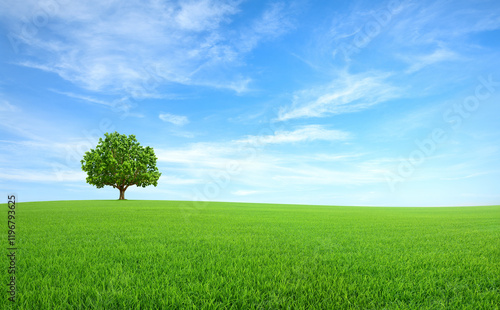 Photography Alone tree on meadow with blue sky background.