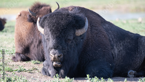 American bisons on a prairie in Colorado photo