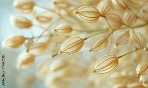 Close-up of isolated fennel seeds with shallow depth of field, plant photography, natural world, seed textures photo