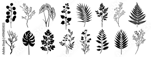 PNG Botanical silhouettes in black, element set on transparent background photo