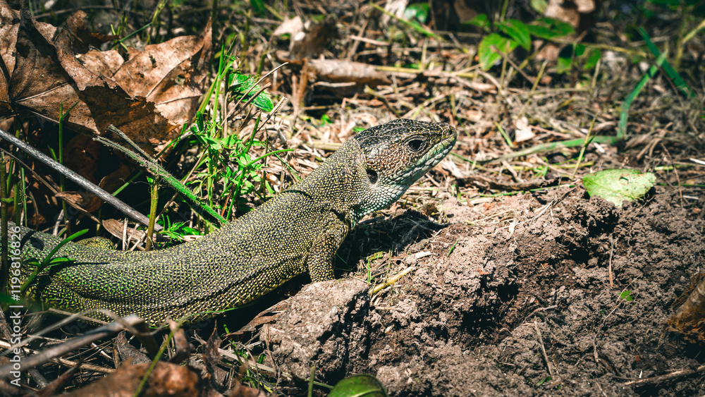 A wild green lizard (Lacerta viridis) basks in the sun A wild green lizard (Lacerta viridis) basks in the sun