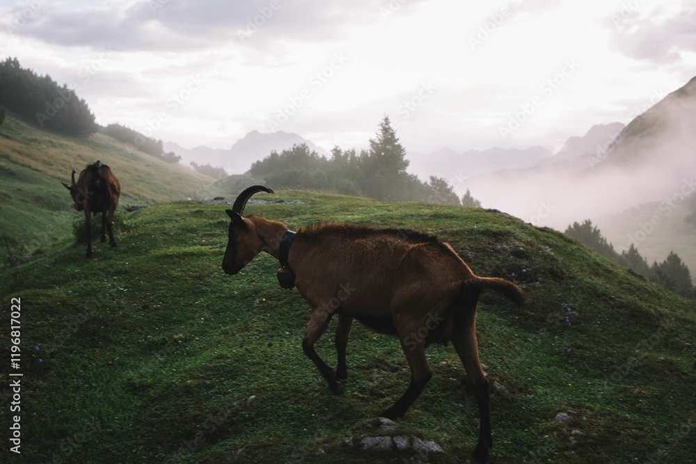 Naklejka premium Goats grazing on a misty hillside