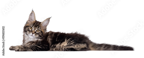 Pretty Maine Coon cat kitten, laying down side ways. Looking towards camera. Isolated cutout on a transparent background. photo