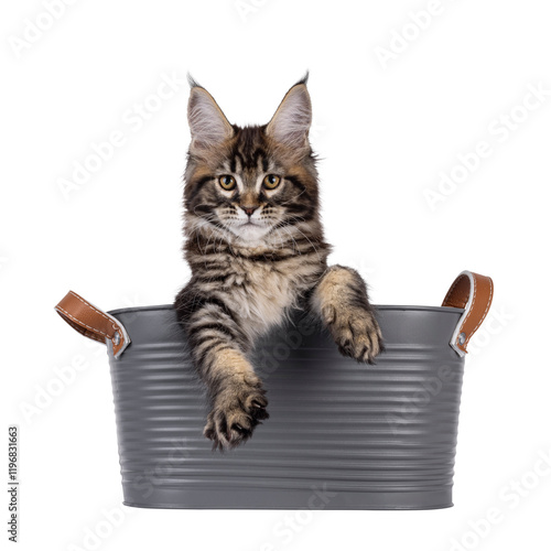 Pretty Maine Coon cat kitten, sitting in grey metal bucket. Looking towards camera. Isolated cutout on a transparent background. photo