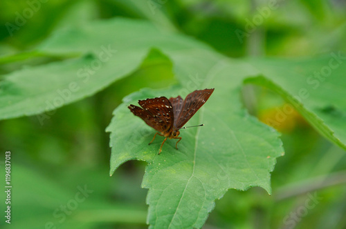 Obraz na plátně Wild butterfly on a green leaf - Punchinello
(Zemeros flegyas)