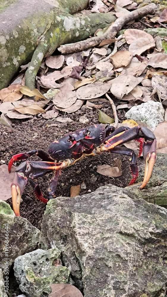 crab on sand, animal on ocean shore, wildlife crab on sand, animal on ocean shore, wildlife