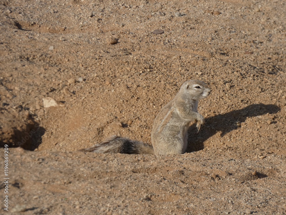 Ground squirrel in desert habitat Ground squirrel in desert habitat