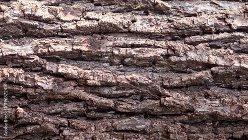 Brown Tree Trunk Texture Background