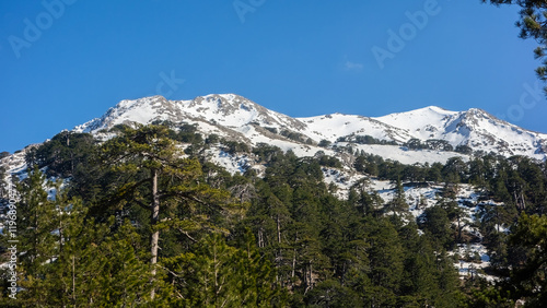 Snowy winter landscape with pine and cedar trees. photo