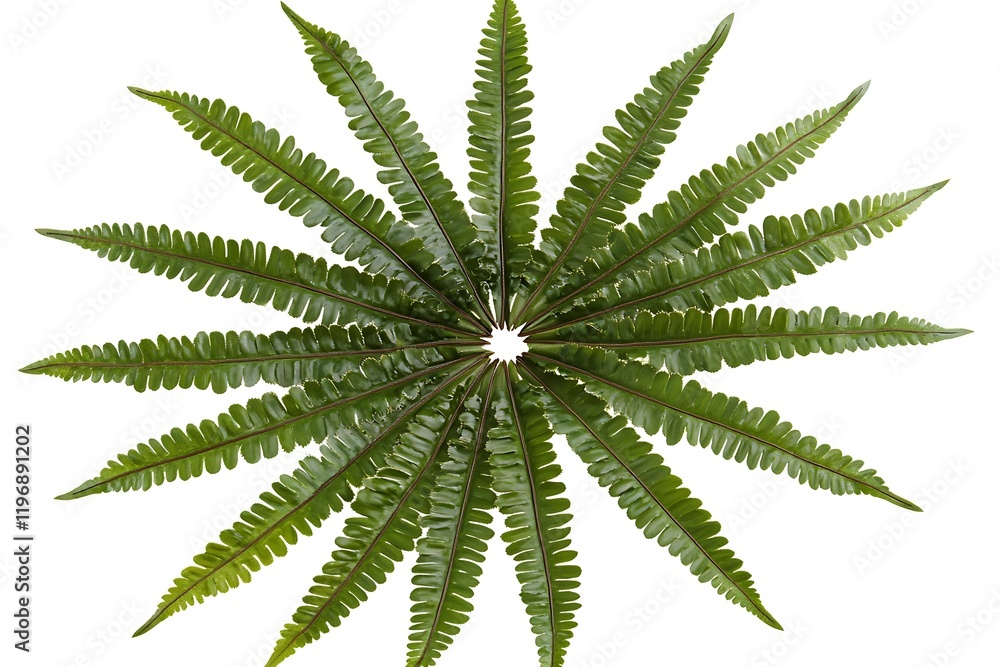 Fototapeta premium Stunning Circular Fern Leaf Arrangement