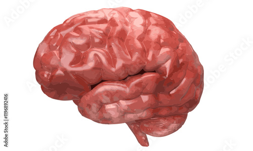human brain isolated on white