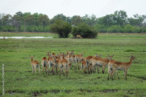 Puku Antelope in the Okavango Delta, Khwai Region