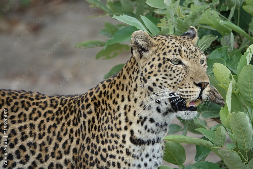 Female Leopard strolling through Khwai Region in Okavango Delta Female Leopard strolling through Khwai Region in Okavango Delta