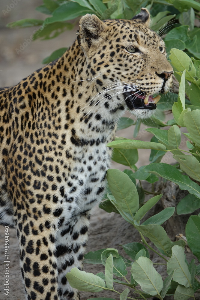 Female Leopard strolling through Khwai Region in Okavango Delta Female Leopard strolling through Khwai Region in Okavango Delta