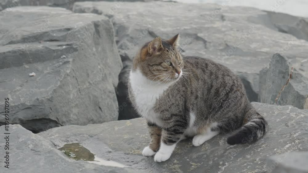 A Turkish cat standing beside the beach A Turkish cat standing beside the beach