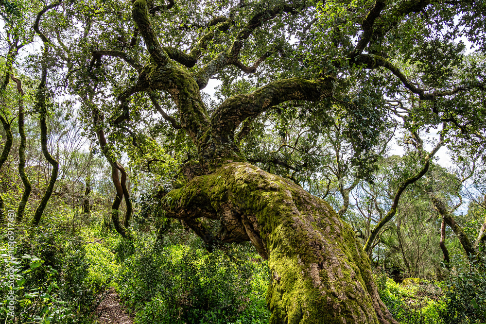 Fototapeta premium Ancient oak forest of Bussaco, in Luso, Aveiro in Portugal. Trail between trees. Stairs in forest. Forest footpath.