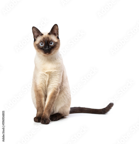 Beautiful young siamese cat posing in studio on white background