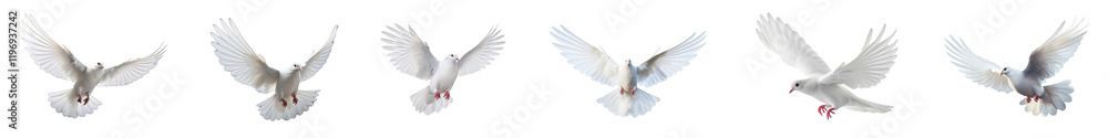 Obraz premium Flying dove bird animal png cut out element set, transparent background
