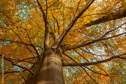 Common beech (Fagus sylvatica). Autumn view from below of the tree crown.