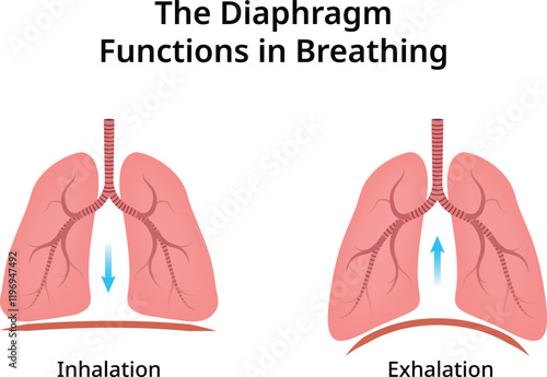 The Diaphragm Functions Breathing Design Vector Illustration