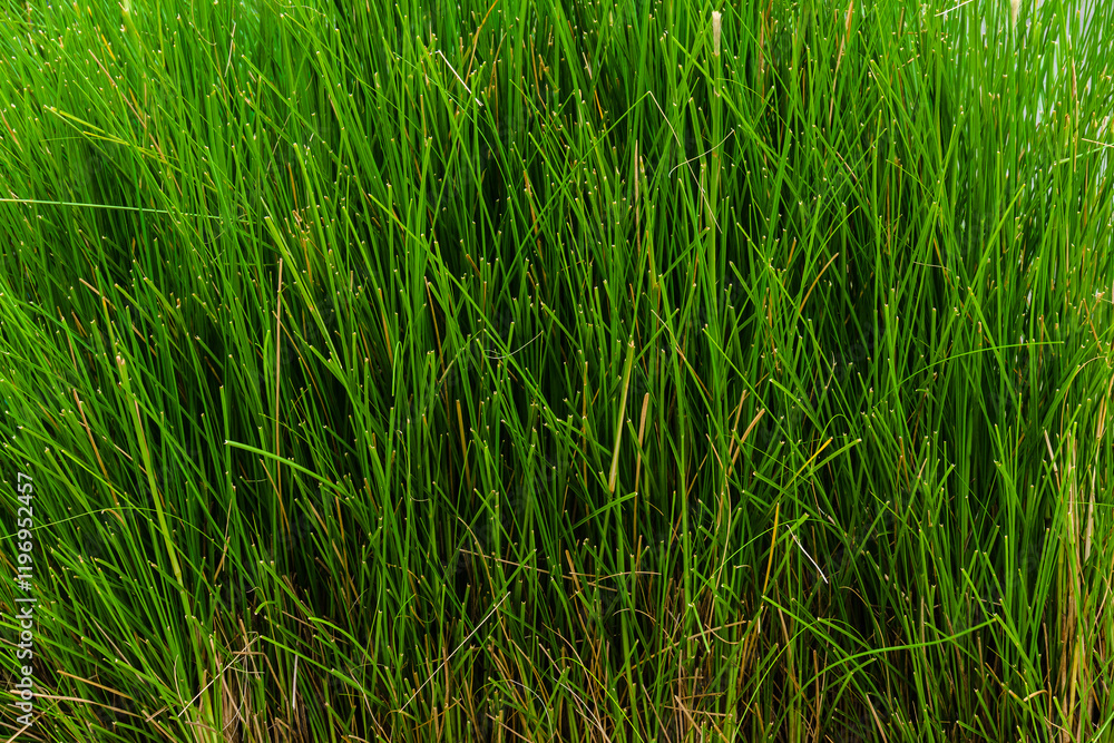 Green grass texture. Field of green grass, a lawn in spring. Background of color grass. Close up of a freshly mowed lawn, park. Sports turf surface. Backdrop of pasture close up. Nature Wallpaper. Green grass texture. Field of green grass, a lawn in spring. Background of color grass. Close up of a freshly mowed lawn, park. Sports turf surface. Backdrop of pasture close up. Nature Wallpaper.