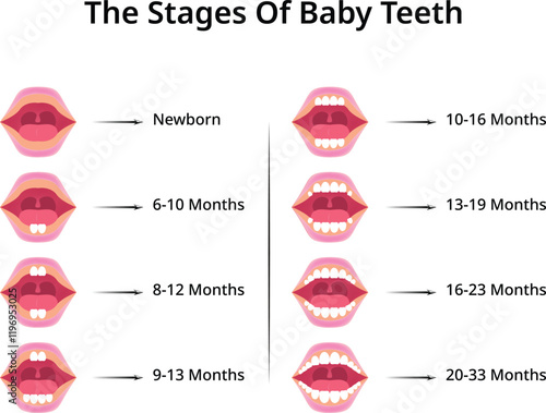 The Stages of Baby Teeth Design Vector Illustration