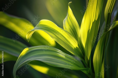 A detailed view of a plant's foliage, ideal for illustrations or editorial use photo