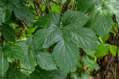 Wallpaper Mural hop leaves. Humulus. green leaves of a climbing plant. natural autumn background, leaves close up. light, bright hop leaves. Torontodigital.ca