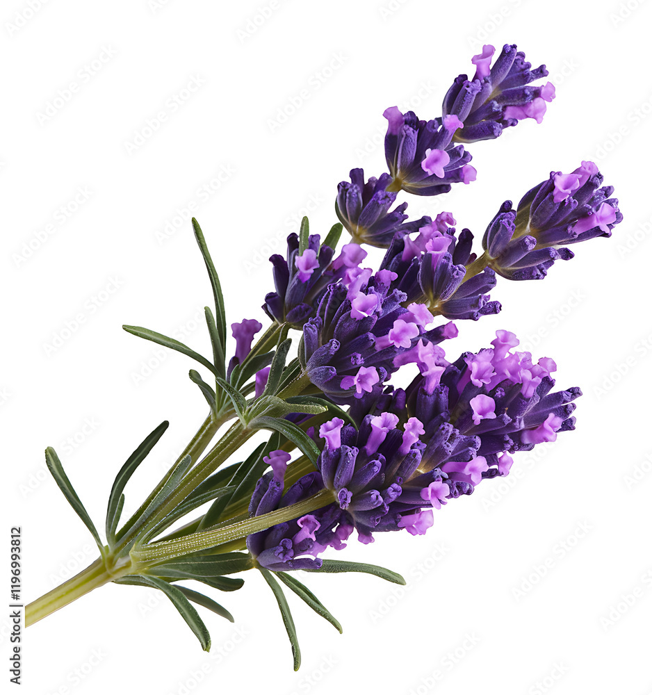 Obraz premium Beautiful Purple Lavender Flowers Isolated on Black Background Elegant Floral Botanical Nature Photography Still Life Image Perfect for Design Projects and Decoration High Resolution Image of Blooming