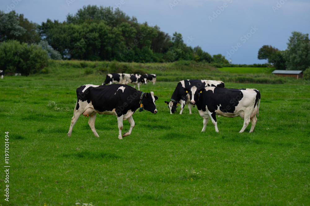 Grazing cows. Cows at field. Cow herd at green pasture. Countryside landscape and pasture for cows. Cow herd in the countryside. Cows on farmland. Farming. Grazing cows. Cows at field. Cow herd at green pasture. Countryside landscape and pasture for cows. Cow herd in the countryside. Cows on farmland. Farming.