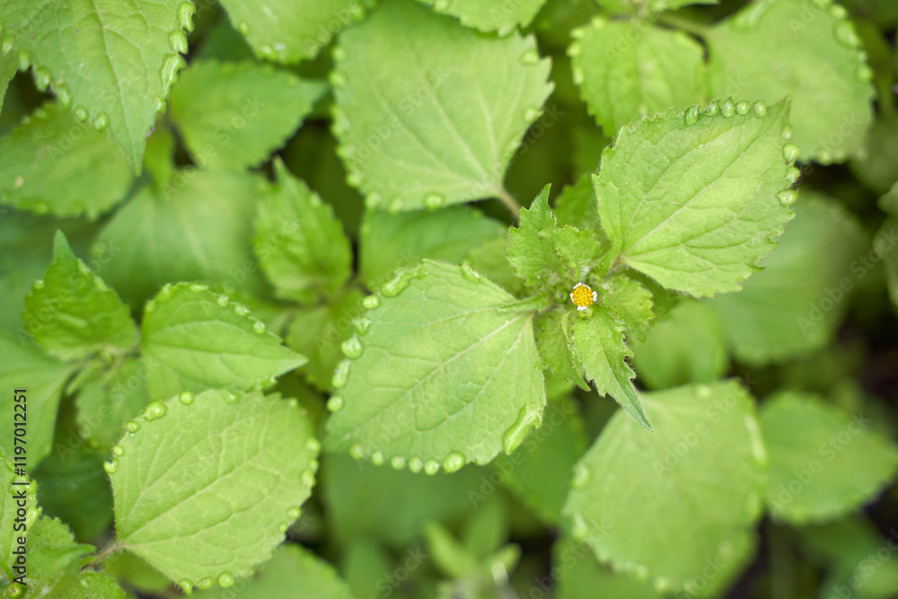 Green foliage with dew drop edges and tiny yellow flower emerging in lush garden setting. Green foliage with dew drop edges and tiny yellow flower emerging in lush garden setting.