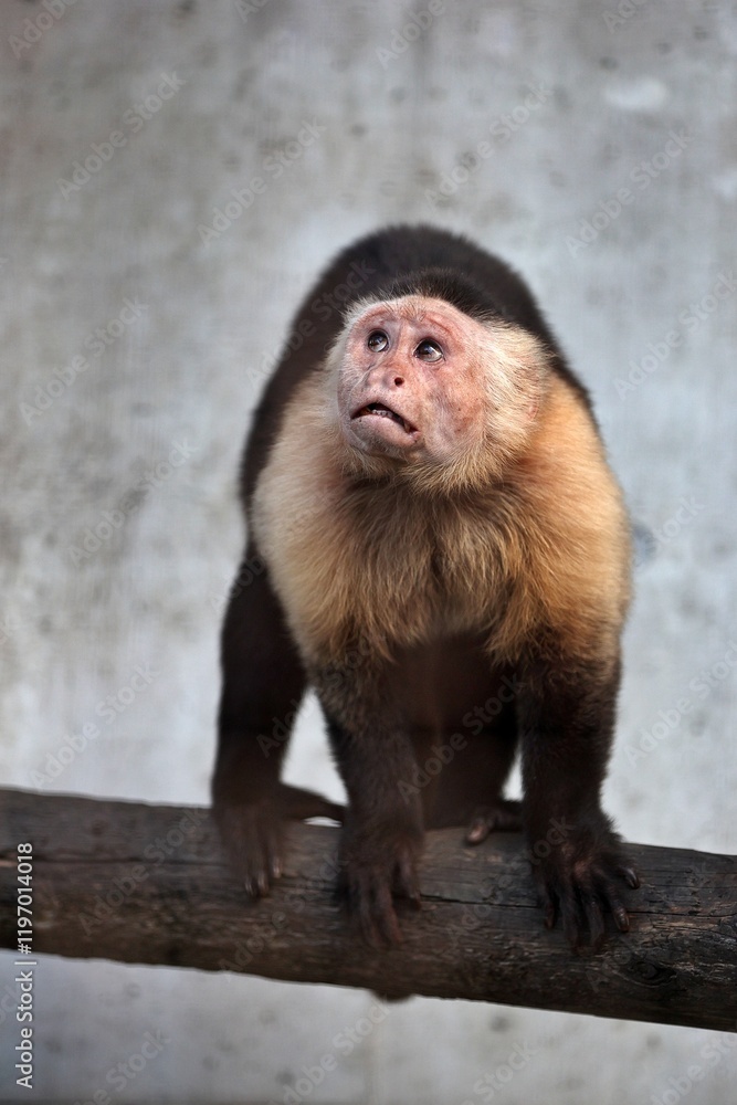 見上げるノドジロオマキザル
