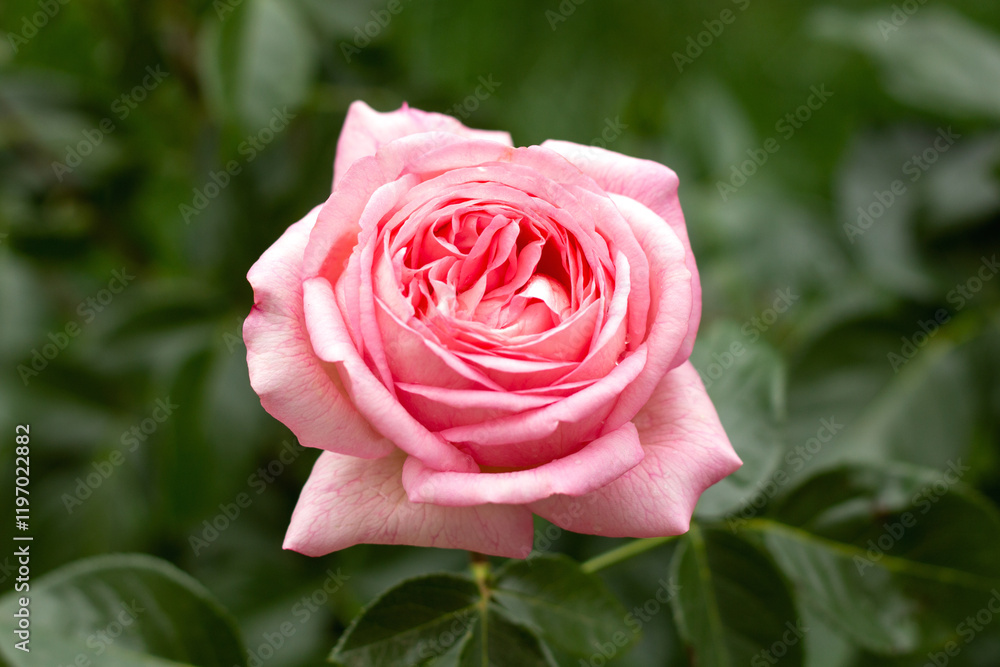 Pink rose flower in a garden. Green blurred background Pink rose flower in a garden. Green blurred background