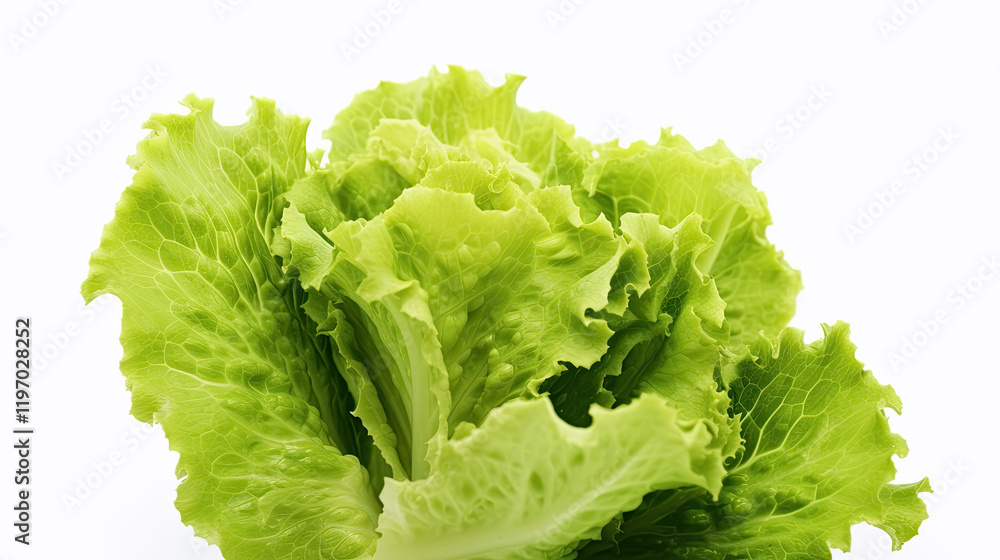 Fresh Green Lettuce Leaves Close Up Studio Shot Fresh Green Lettuce Leaves Close Up Studio Shot