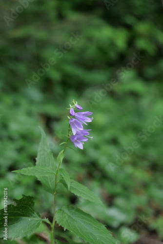 Lila Blüte im Wald