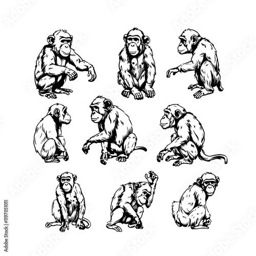 Linear sketch of macaque, doodle art, different poses of the animal by hand. Coloring, on a white background vector.