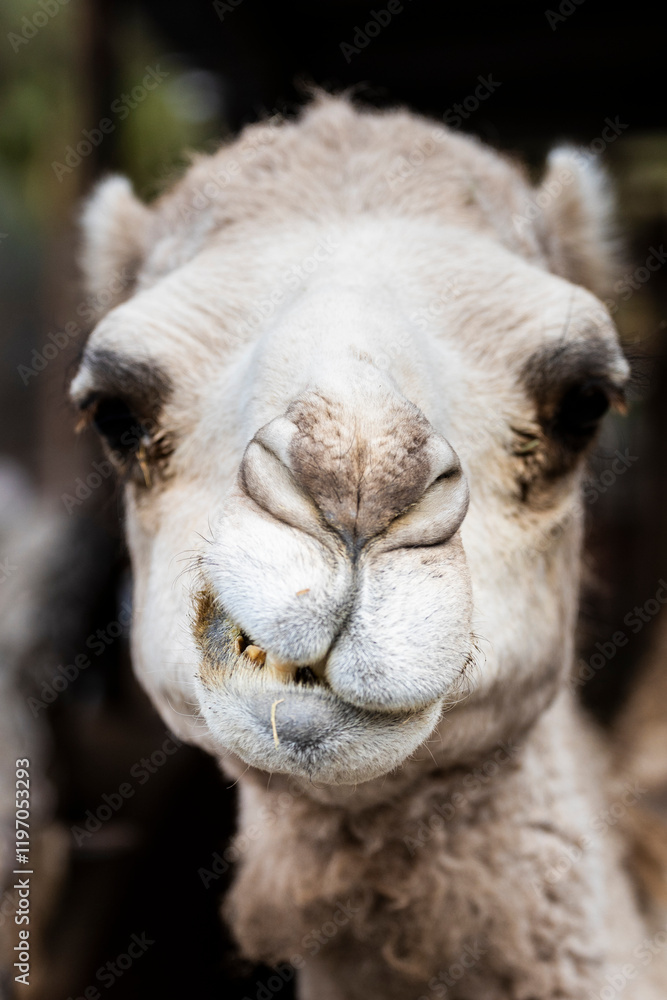 Fototapeta premium portrait of a camel