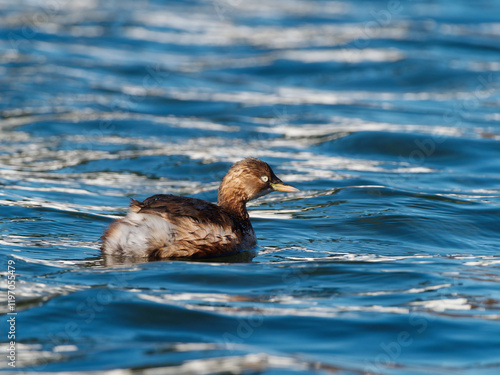 Close up view of little grebe swimming on calm blue water with reflection and ripples in sunny day.