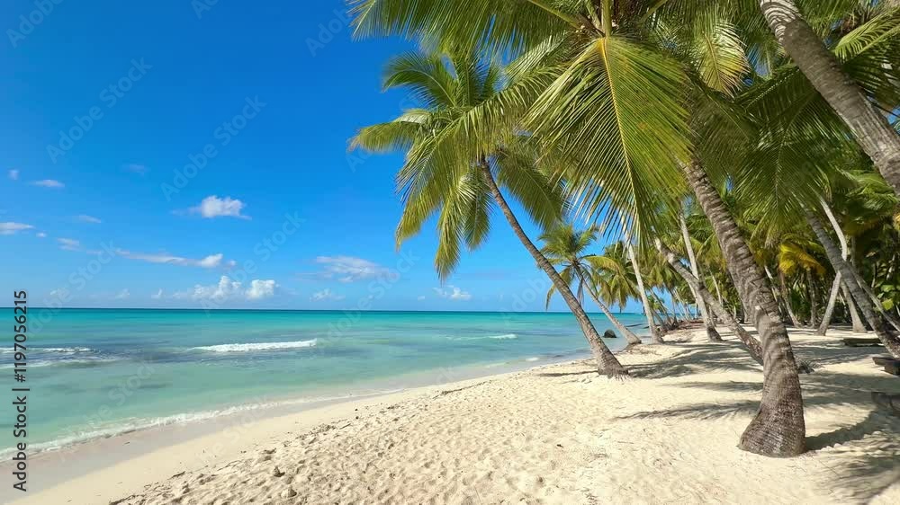 white sand beach with unique green palm tree and turquoise sea on a caribbean island